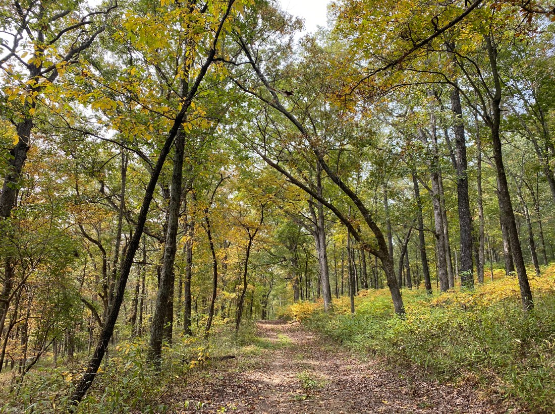 Wildcat Bluff